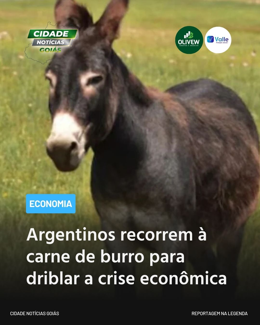 Argentinos recorrem à carne de burro para driblar a crise econômica