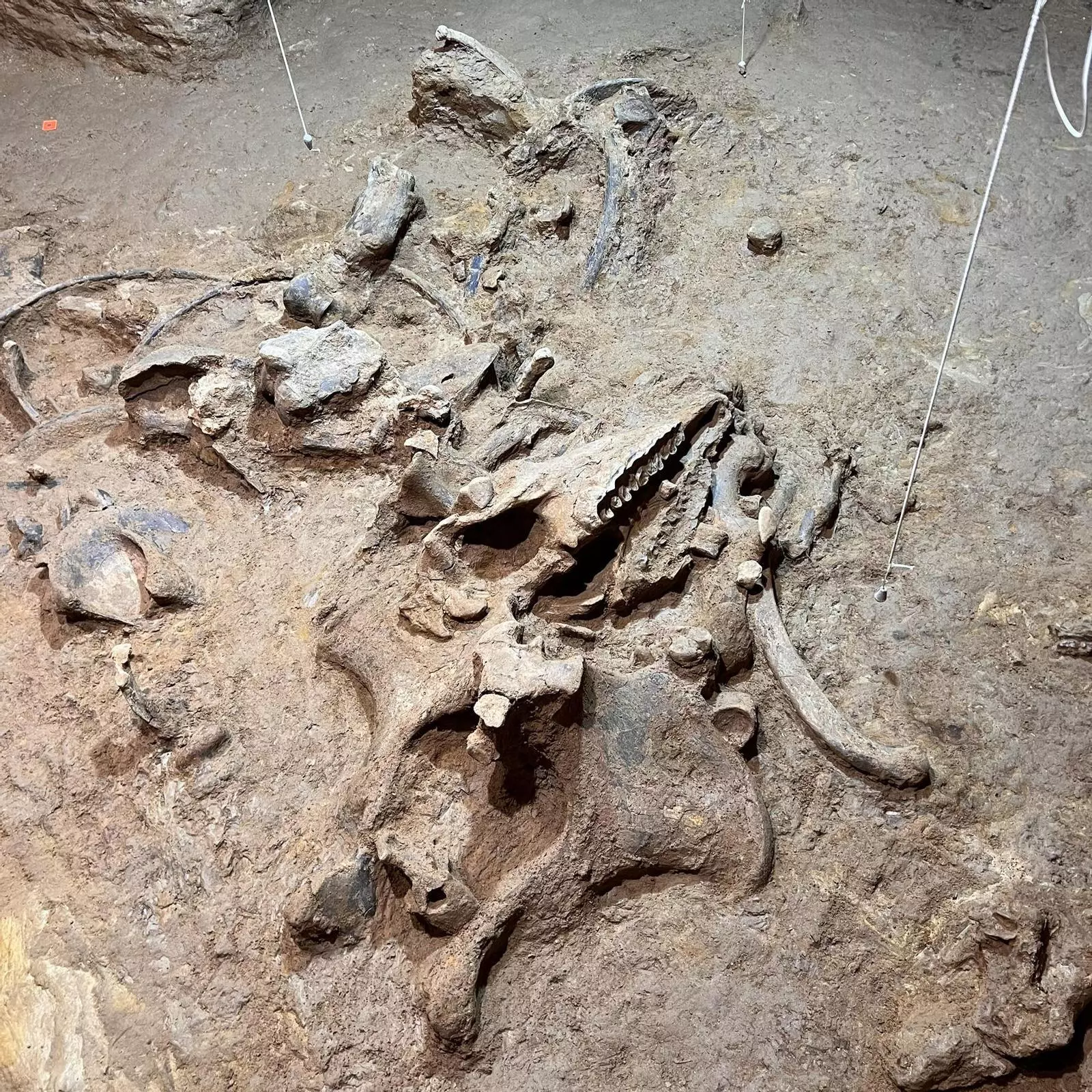 Fósseis de rinocerontes de 200 mil anos são encontrados em caverna na Espanha
